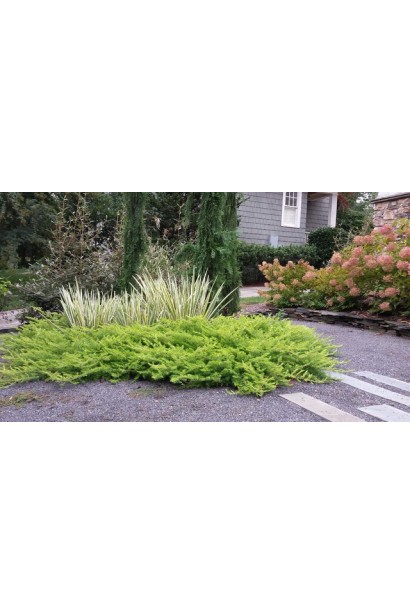 Juniperus horizontalis ’Montana’ 